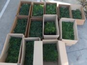Detingut al Masnou amb més de mil plantes de marihuana després de ser enxampat parlant pel mòbil al volant