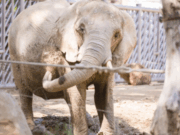 Del circ al Zoo de Barcelona: Mor la Susi, l’elefanta més veterana