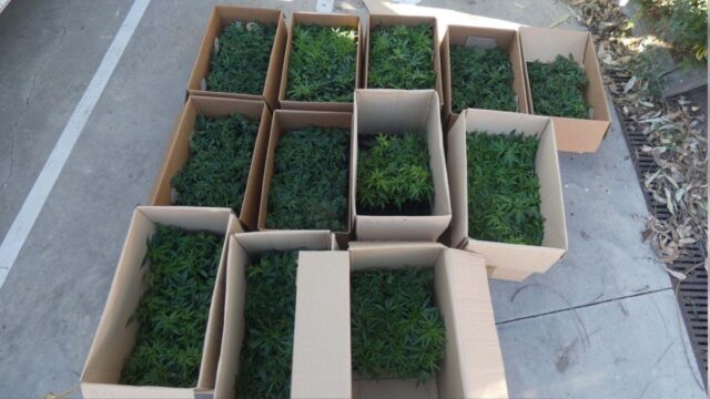 Tràfic d’estupefaents. Foto: Mossos