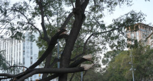 La caiguda d’arbres talla diverses carreteres i complica la circulació en d’altres