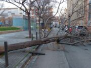Caos pel vent: el temporal sacseja Badalona amb danys visibles