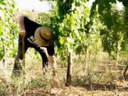 Passejada guiada i tast de vins per la vall de Betlem